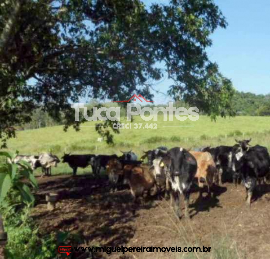 Muita área plana, pastagens e água.  - Cinematográfica, verdadeira raridade!  | Código:F5003