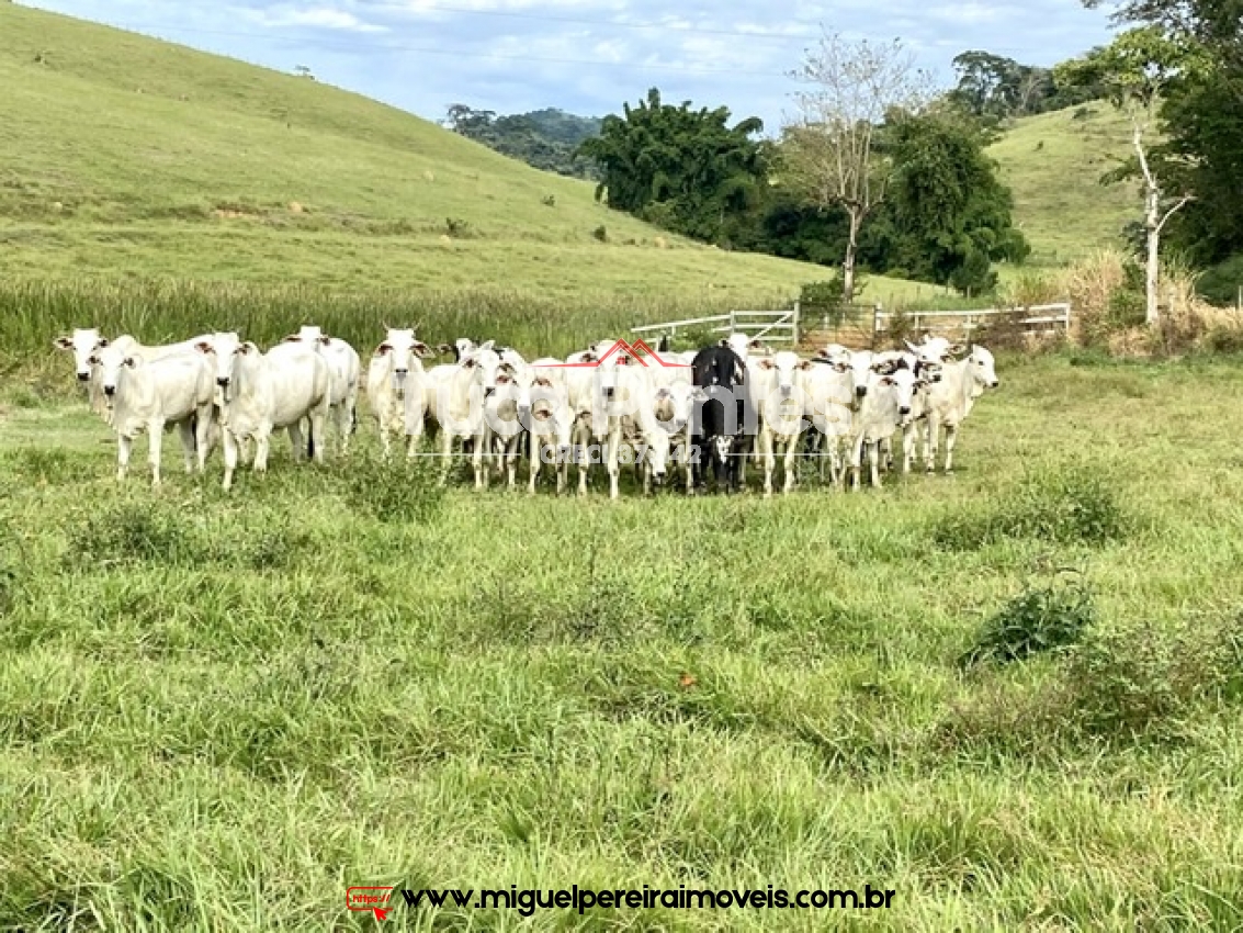 Sede e opções de vários tamanhos de hectares  - Sede centenária - Oportunidade! | Código:F3