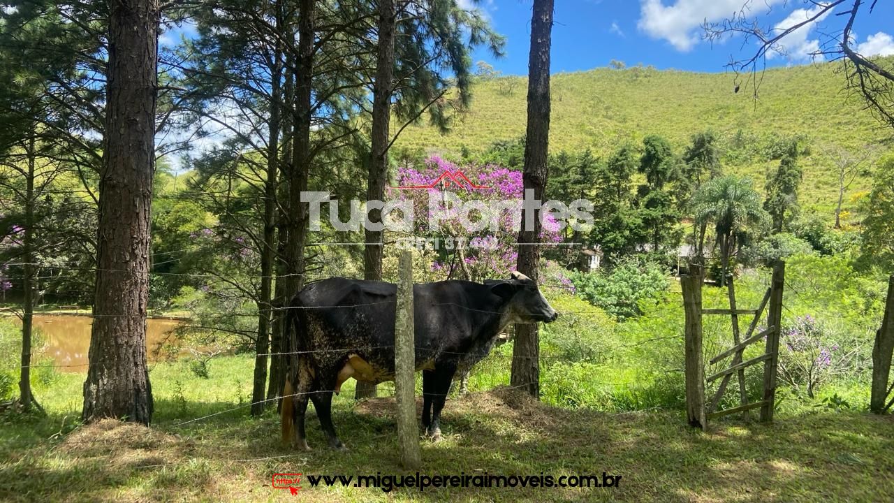 Ar puro, água de nascente e muito verde  - Simplicidade da vida do campo | Código:S11