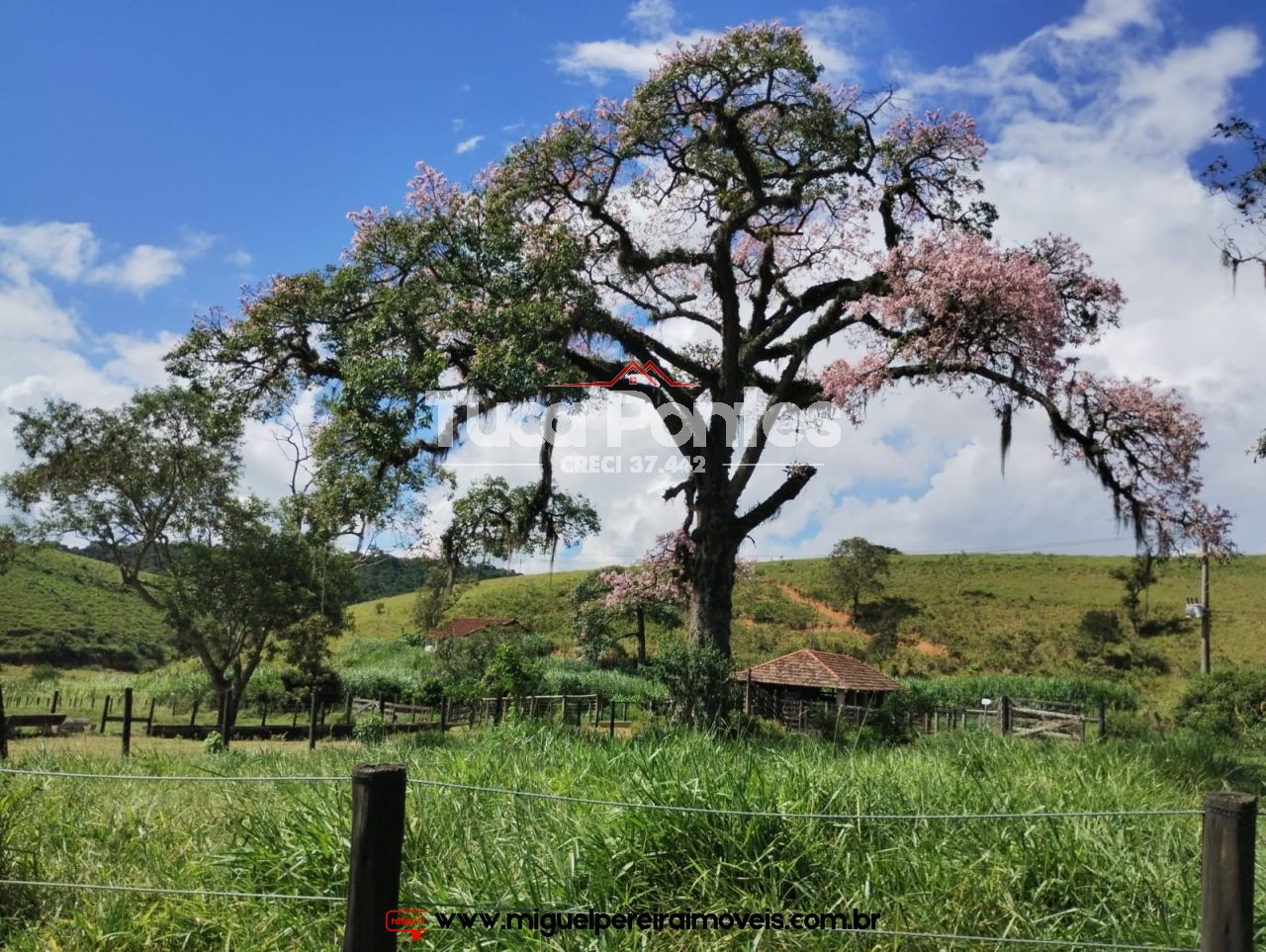 Imponente fazenda  - Média de 260 Hectares | Código:F10