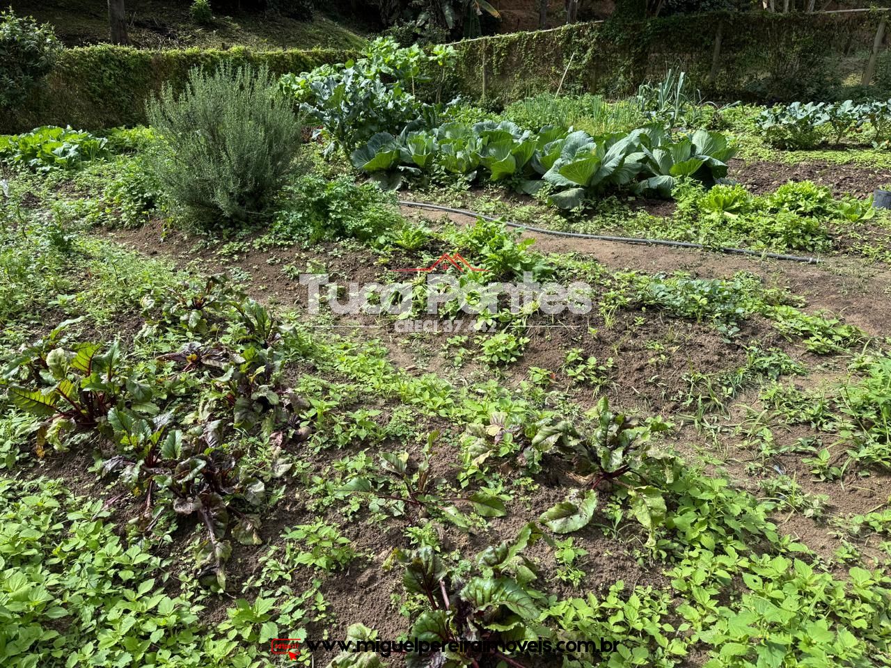 Paraíso ecológico - 15,5 alqueires - Rico em água e mata | Código:S60