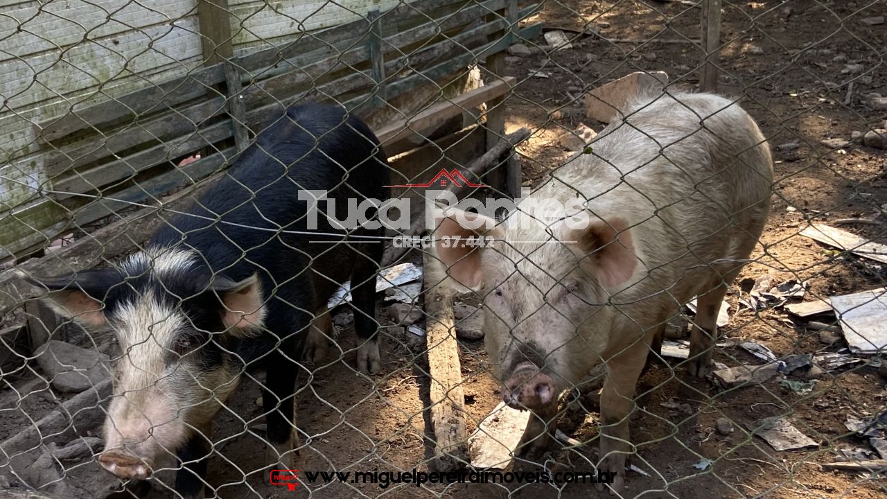 Belo sítio - Muita área plana | Código:S66