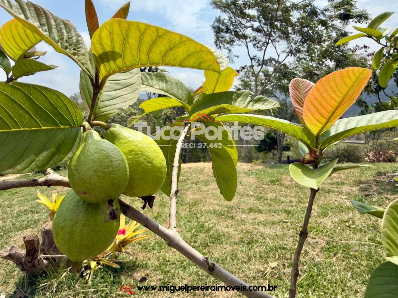Vale cada real  - Oportunidade | Código:C4500