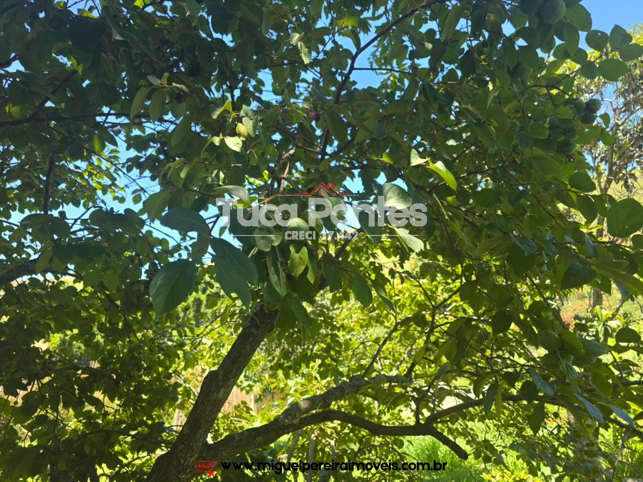 Verdadeira vida na roça - Podendo ser autossustentável  | Código:S5