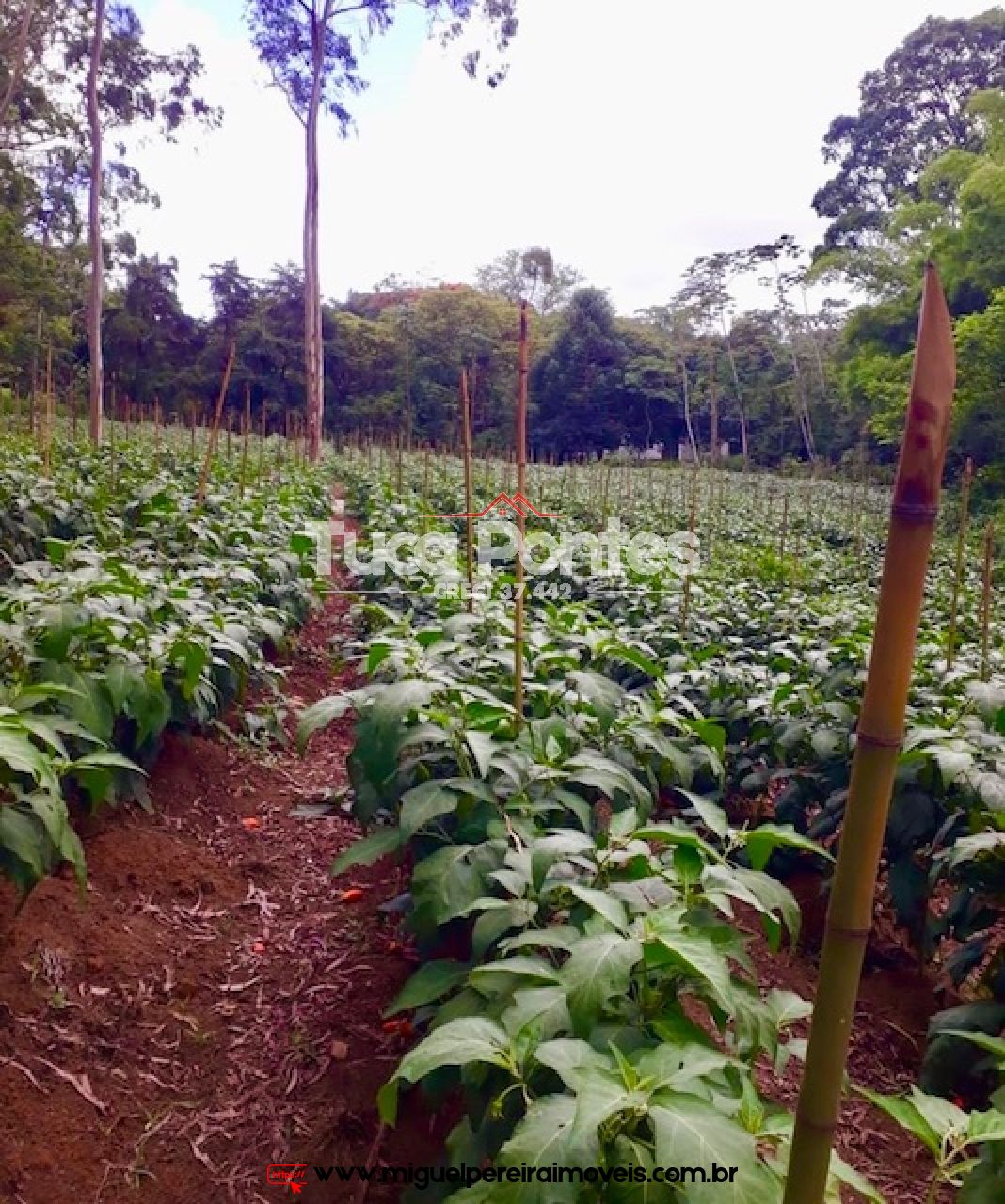 Sítio rico em flora e vista encantadora  - Medindo 38,8 hectares ou 388.000m² | Código:S2